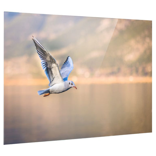 Bedrucktes Acrylglas als Magnetwand, Küchen-Hintergrund, Motiv Vogel