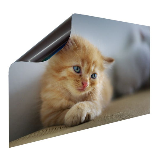 Magnetfolie Einzelbild - Hochwertiger Digitaldruck auf Magnetfolie Motiv Cat