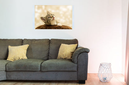 Bedruckte Magnetpinnwand Eisenfolie Whiteboard Magnetwand Motiv Katze